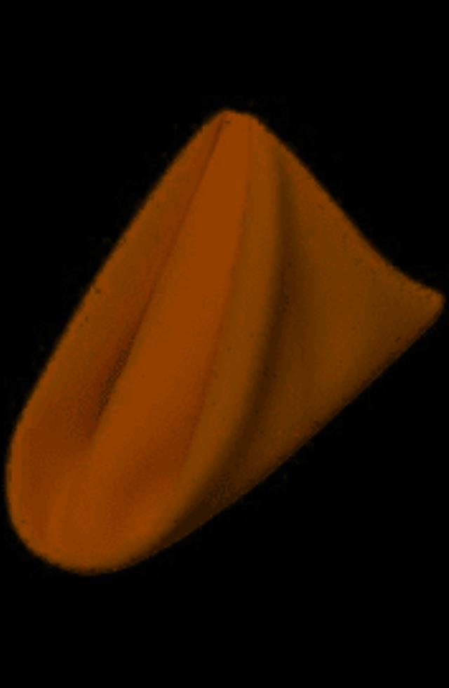 Rental store for Napkin Polyester Burnt Gold in Lexington KY
